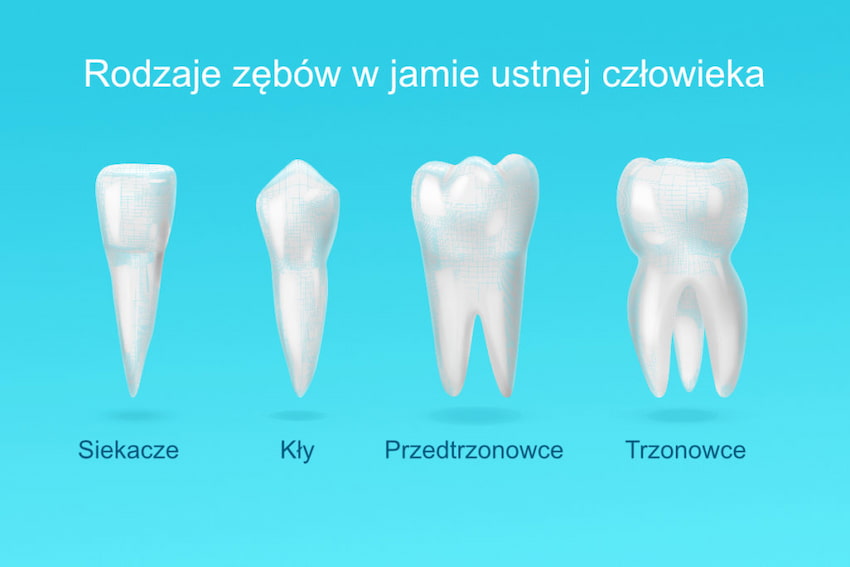 Rodzaje zębów